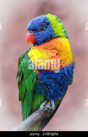 Un colpo verticale di un ematodo di Rainbow Lorikeet -Trichoglossus appollaiato sul bastone Foto Stock