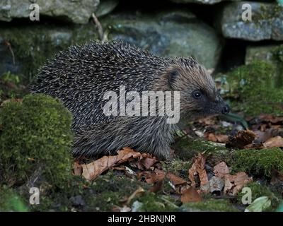 Boar (maschio) European Hedgehog (Erinaceus europaeus) foraging al crepuscolo sotto un muro di pietra in un giardino fossato Cumbria, Inghilterra, Regno Unito Foto Stock