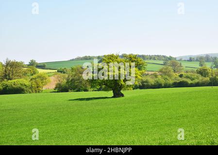 Dorset campagna vicino Sturminster Newton, Dorset Foto Stock