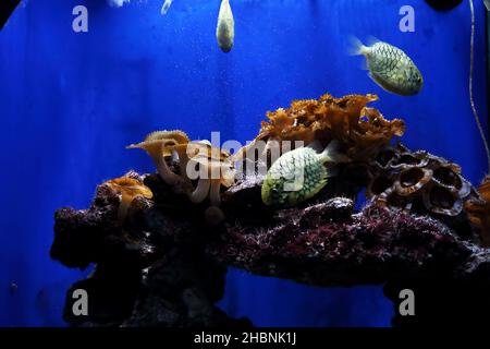 C'è una vista su uno degli acquari con un riff di corallo nel Museo di Oceanografia di Monaco. Foto Stock