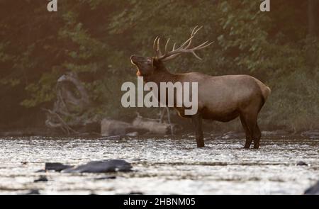 Bull elk durante la routine Foto Stock