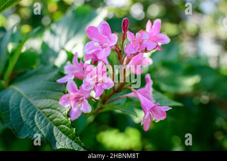 Molti fiori rosa vivace magenta di Weigela florida pianta con fiori in piena fioritura in un giardino in una soleggiata primavera giorno, bella esterno floreale backgr Foto Stock