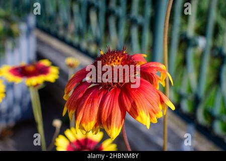 Un vivace giallo e rosso Gaillardia fiore, comune noto come fiore coperta, e foglie verde sfocato a fuoco morbido, in un giardino in una giornata estiva soleggiata Foto Stock