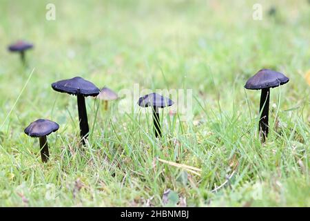 Hygrocybe conica, conosciuta come la strega del cappello conico, tappo di cera o conici tappo viscido, funghi selvatici dalla Finlandia Foto Stock