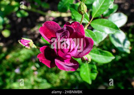 Una rosa violacea grande e delicata in piena fioritura in un giardino estivo, alla luce diretta del sole, con foglie verdi sfocate sullo sfondo Foto Stock