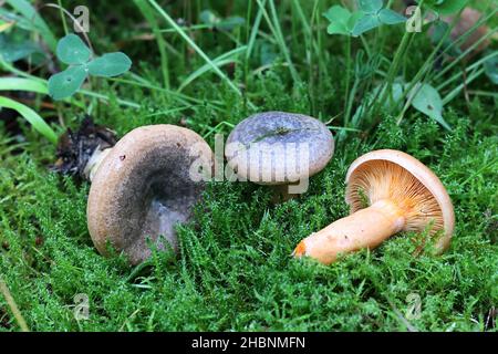Lactarius deterrimus, noto come falso zafferano munghie o arance munghie, funghi selvatici commestibili provenienti dalla Finlandia Foto Stock