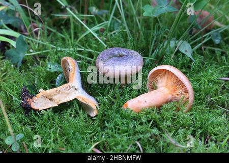 Lactarius deterrimus, noto come falso zafferano munghie o arance munghie, funghi selvatici commestibili provenienti dalla Finlandia Foto Stock