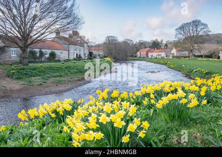 Narcisi primaverili sulle rive del fiume Seven a Sinnington, un piccolo villaggio di Ryedale, nel North Yorkshire Foto Stock