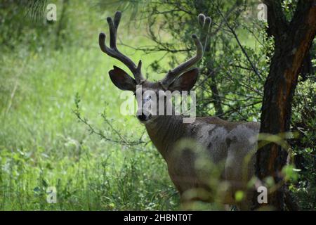 Un buck di cervo mulo si erge silenziosamente nelle Montagne Bradshaw. Foto Stock