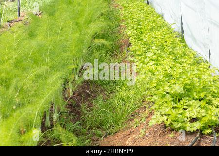 finocchio che cresce in una serra Foto Stock