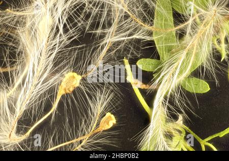 Macro-vista di semi e fogliame Clematis (Clematis microfylla) a foglia Foto Stock