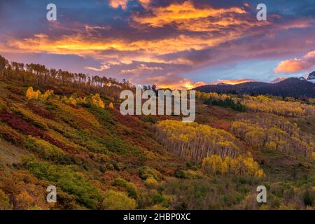 Dawn, Aspen, Populus Tremula, Rovere, Quercus Gambelii, Dallas divide, Uncompahgre National Forest, Colorado Foto Stock