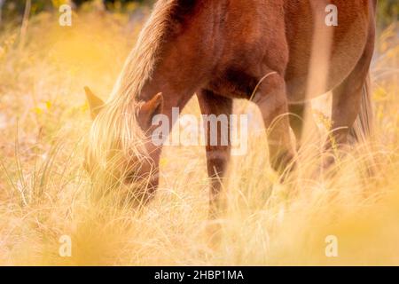 Wild Horse pascolo sulle banche di Shackleford Foto Stock