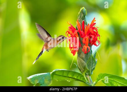 Un piccolo hummingbird tropicale di Ermit, Phaethornis Longuemareus, che si nutre del fiore esotico di Pachystachys nella foresta pluviale di Trinidad e Tobago. Foto Stock