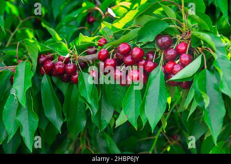 Rami di ciliegia dolce con bacche mature Foto Stock