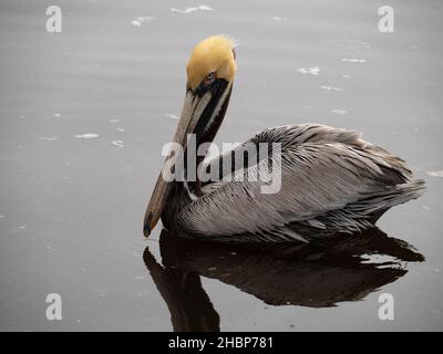 Allevamento adulto di pellicani bruni con piume di testa gialle galleggianti nel Golfo del Messico. Fotografato con profondità di campo poco profonda. Foto Stock