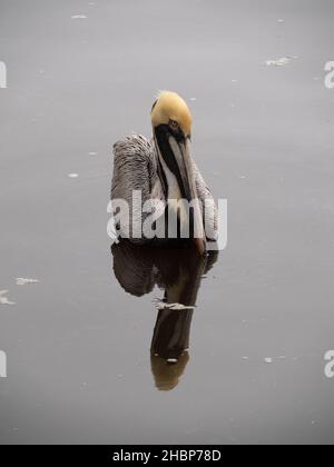 Allevamento adulto di pellicani bruni con piume di testa gialle galleggianti nel Golfo del Messico vicino a Biloxi, Mississippi. Fotografato con profondità poco profonda di fie Foto Stock