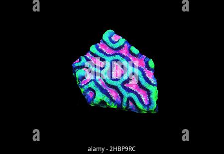 Maze Brain LPS Coral - Platygyra sp. Foto Stock