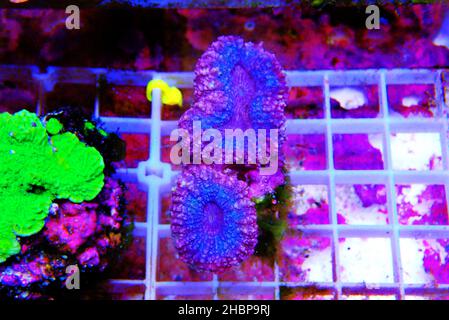 Symphyllia sp. - Grande corallo di pietra di polipi nella vasca acquario della barriera corallina Foto Stock