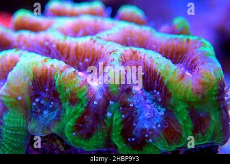 Maze Brain LPS Coral - Platygyra sp. Foto Stock