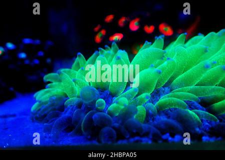 Piastra a perle LPS Coral - funghi Fungia Foto Stock