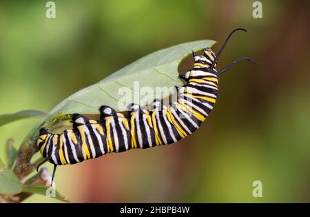 Monarch Butterfly Caterpillar mangiare Milkweed Leaf Foto Stock