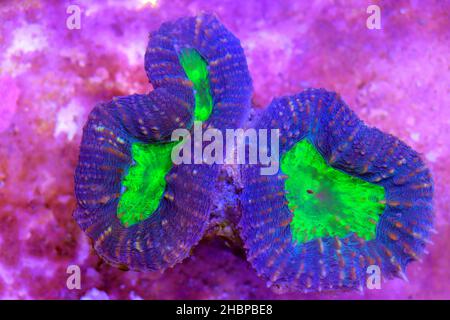 Symphyllia sp. - Grande corallo di pietra di polipi nella vasca acquario della barriera corallina Foto Stock