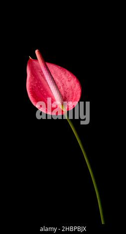 fiore di anthurium, conosciuto anche come tail flower, flamingo e laceleaf, fiore di colore rosso con gocce d'acqua isolate su sfondo nero, primo piano Foto Stock