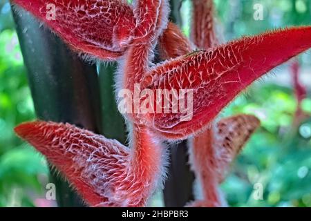 Heliconia danielsiana, Parco Nazionale di Cahuita, Costa Rica Foto Stock