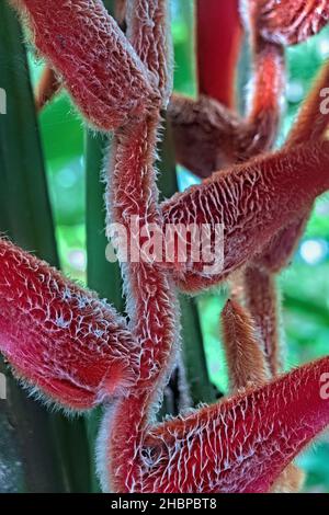 Heliconia danielsiana, Parco Nazionale di Cahuita, Costa Rica Foto Stock