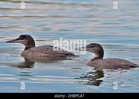 Un paio di Loons comuni, 'Gavia immer', in inverno nuoto piombato su un lago nel parco provinciale di Switzer nella campagna Alberta Canada Foto Stock