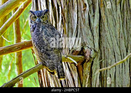 Un gufo selvatico di Great Horned (Bubo virginianus) arroccato su un ramo di albero di cedro nelle fitte foreste dell'Isola di Vancouver British Columbia, Canada. Foto Stock