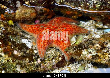 Una stella di colore rossastro, 'Pisaster ochraceus', che si forgia tra le rocce della spiaggia alla ricerca di crostacei sull'isola di Vancouver, British Columbia, Canada. Foto Stock