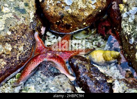 Una stella di colore rossastro, 'Pisaster ochraceus', che si forgia tra le rocce della spiaggia alla ricerca di crostacei sull'isola di Vancouver, British Columbia, Canada. Foto Stock