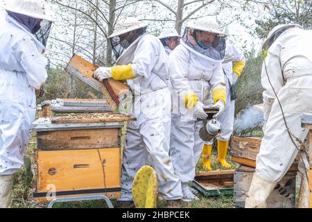 Gruppo di sette apicoltore che lavorano alla raccolta del miele negli alveari con fumatore e tute protettive Foto Stock