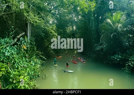 Kayak e standup pagaiare nella giungla, Puerto Viejo, Costa Rica Foto Stock