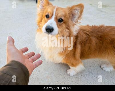 La mano umana carezzando il cane da pecora islandese è l'animale più fedele e più vicino agli esseri umani Foto Stock