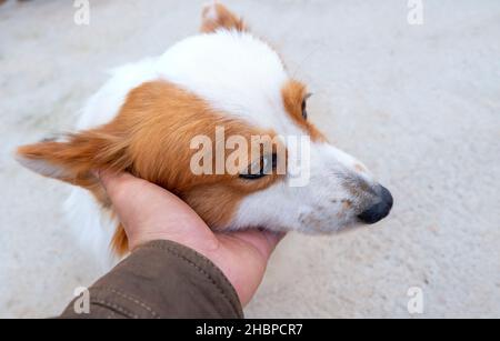 La mano umana carezzando il cane da pecora islandese è l'animale più fedele e più vicino agli esseri umani Foto Stock
