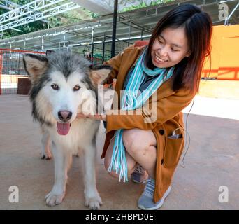 I turisti è coccolare il cane dell'alaska nella fattoria del cane che esprime l'amore animale come un amico, questo cane è addomesticato per aiutare e condividere nella vita umana Foto Stock