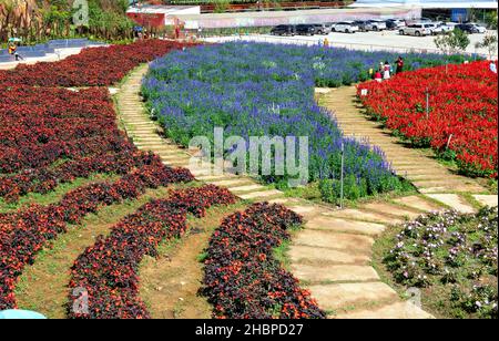 Giardino di fiori visto dall'alto con molti fiori viola di lavanda, Sage Scarlet, crisanthemum nella zona eco-turistica attrae visitatori vicino a da Lat Foto Stock