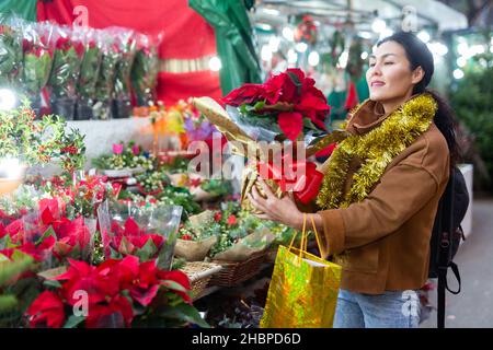 Donna che sceglie il bouquet di natale fiori poinsettias pulcherrima alla vendita via Foto Stock