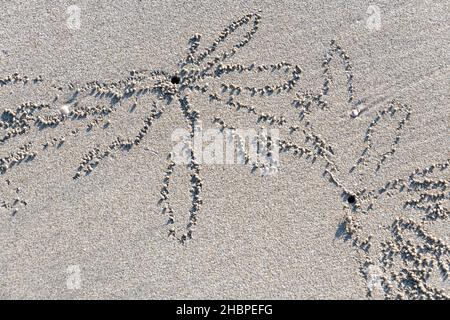 Motivi in una spiaggia bianca fatta da sabbia o granchi fantasma Foto Stock