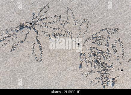 Motivi in una spiaggia bianca fatta da sabbia o granchi fantasma Foto Stock