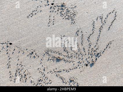 Motivi in una spiaggia bianca fatta da sabbia o granchi fantasma Foto Stock