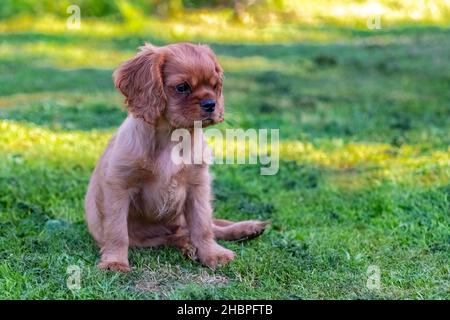 Un cane cavalier re charles, un cucciolo carino seduto in giardino Foto Stock
