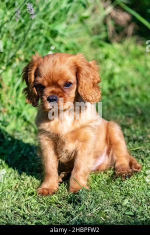 Un cane cavalier re charles, un cucciolo carino seduto in giardino Foto Stock