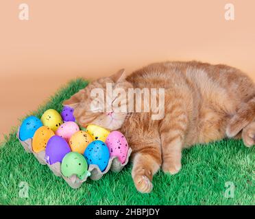Carino zenzero inglese gatto shorthair con uova di Pasqua. Il gatto divertente che dorme sulle uova Foto Stock