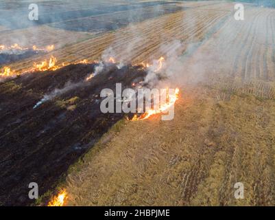 Fuoco bruciare su campo giallo paglia di riso con fumo vista aerea industria agricola Foto Stock