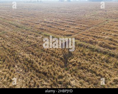 Tradizionale mucca asiatica mangiare paglia in campo di riso vista aerea Foto Stock