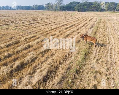 Tradizionale mucca asiatica mangiare paglia in campo di riso vista aerea Foto Stock